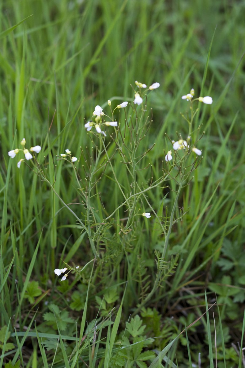 Cardamine matthioli photo 2