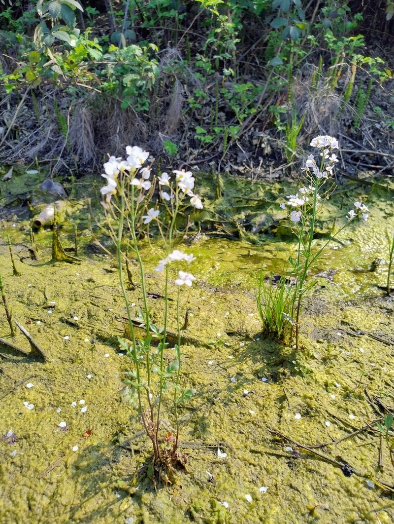 Cardamine matthioli photo 3