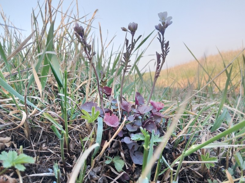 Cardamine matthioli photo 4