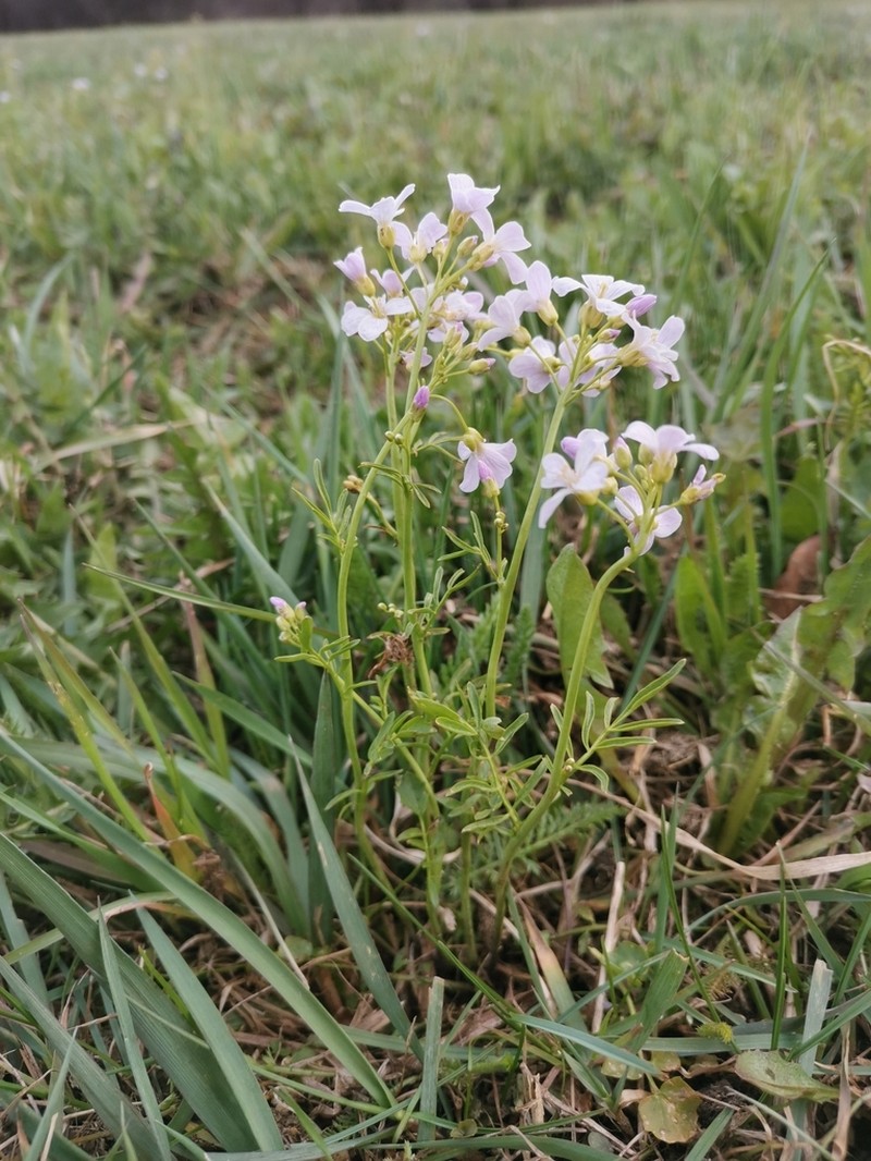 Cardamine matthioli photo 5