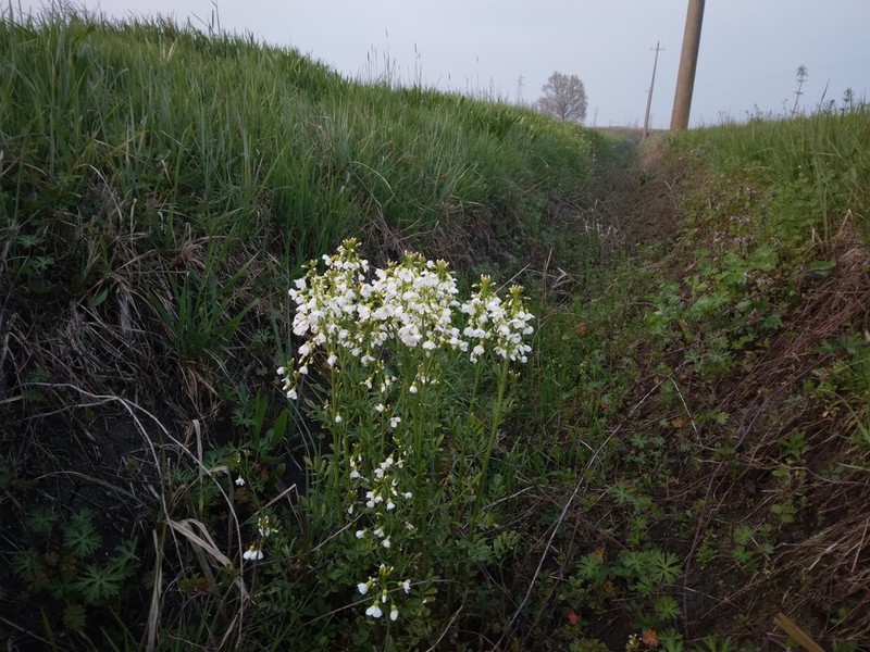 Cardamine matthioli photo 6