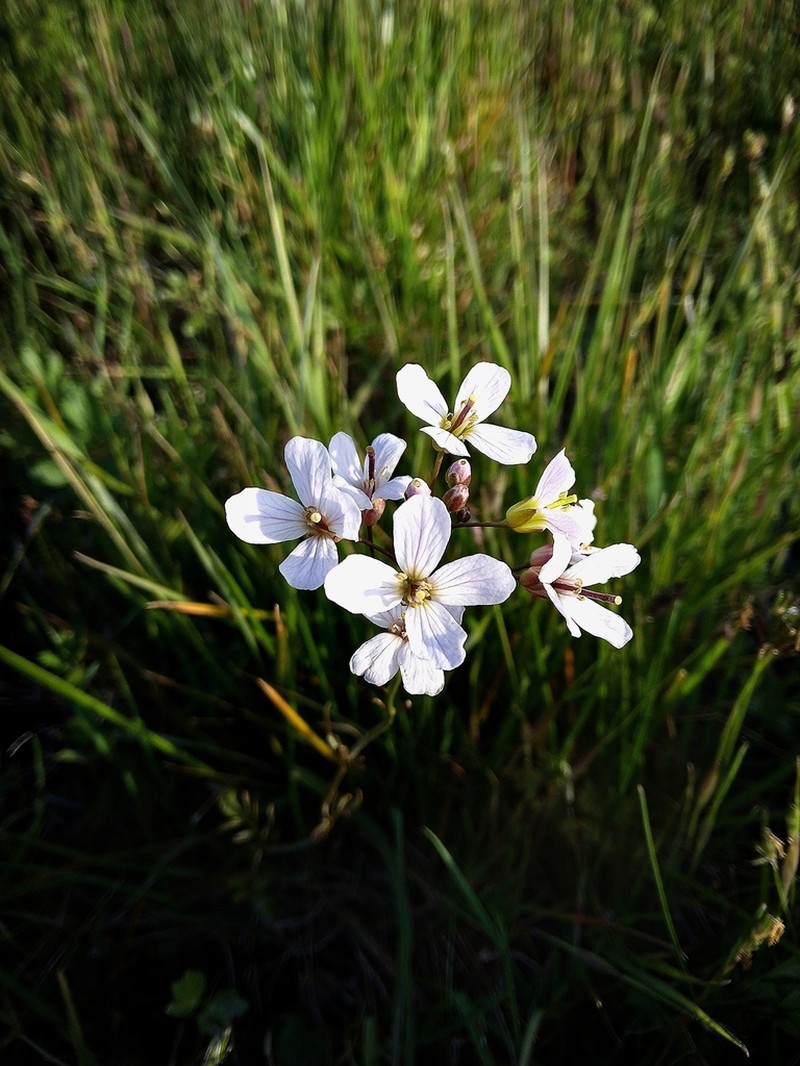 Cardamine matthioli photo 7
