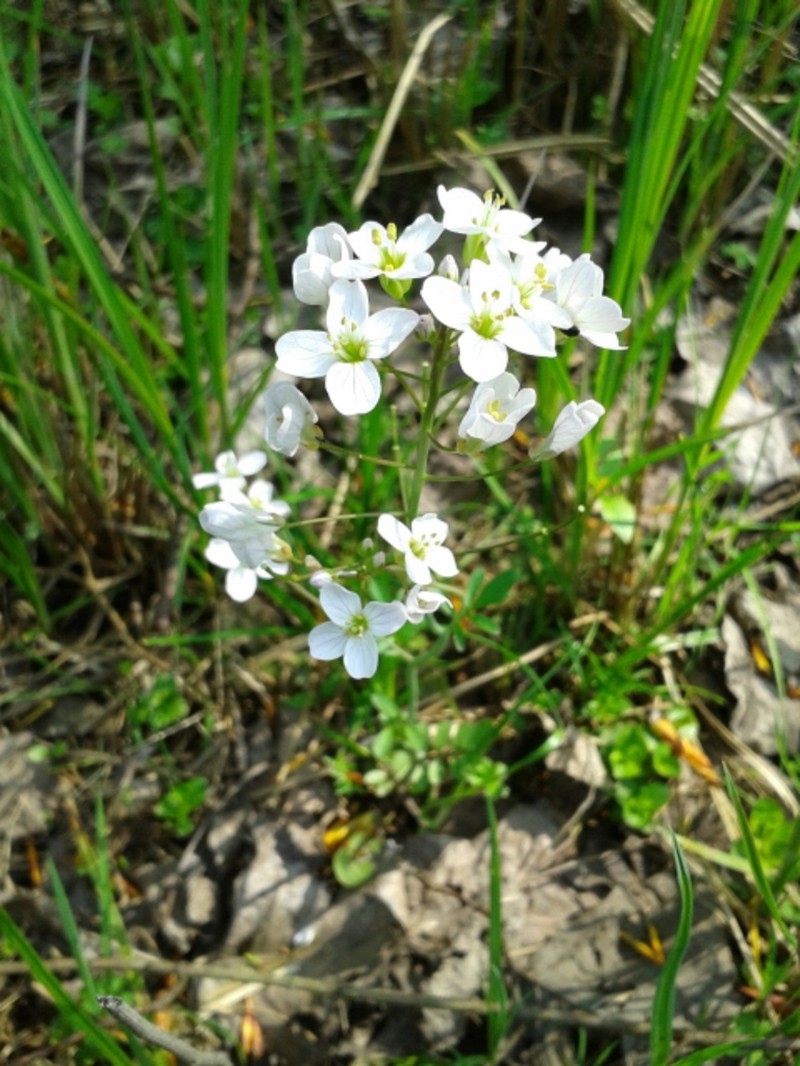 Cardamine matthioli photo 8