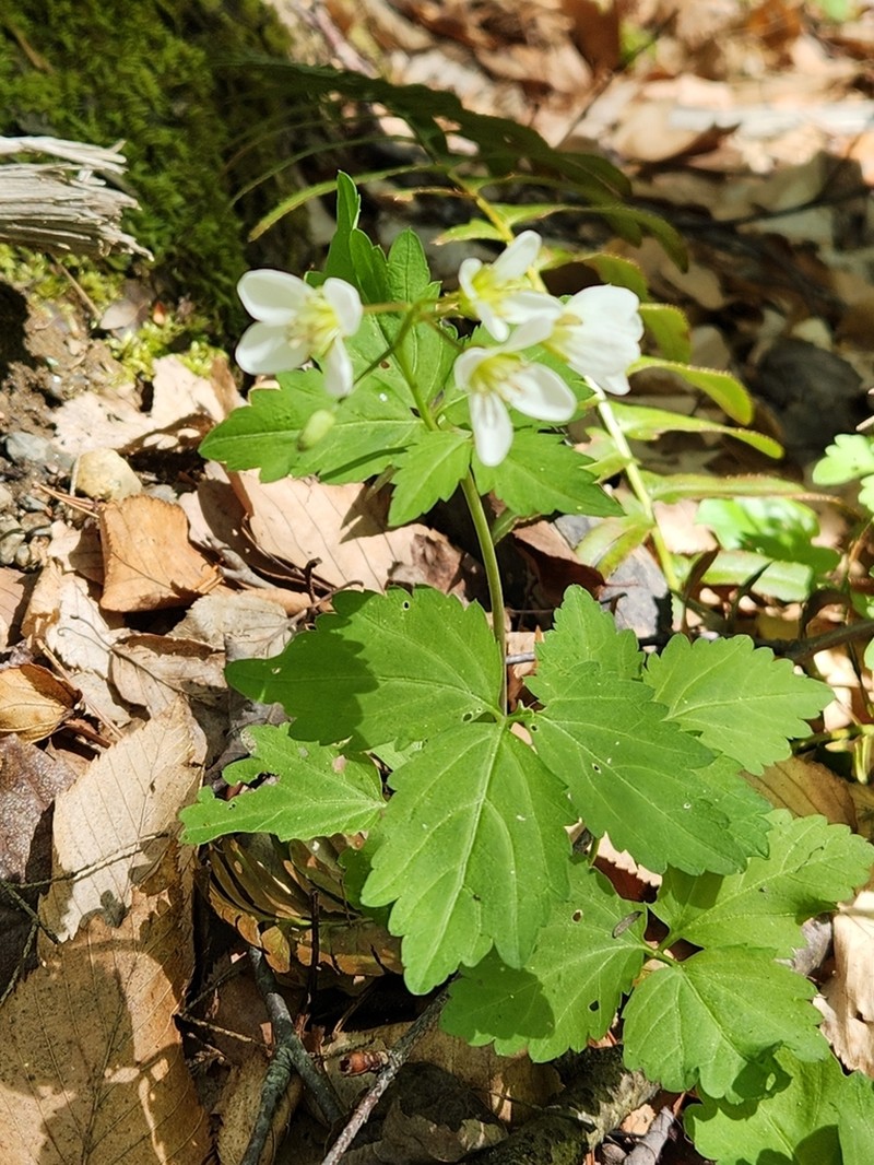 Large Toothwort photo 4
