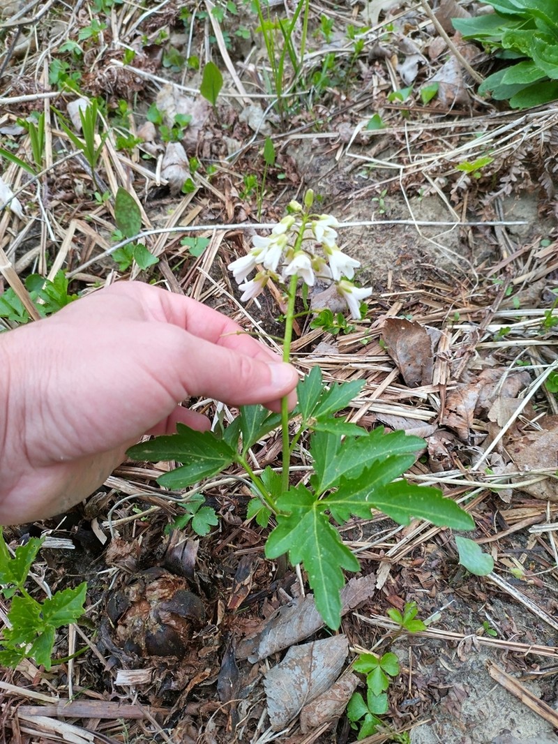 Large Toothwort photo 5