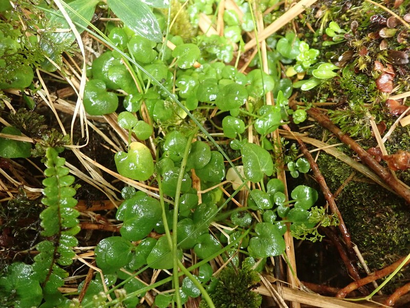 Cardamine megalantha photo 2