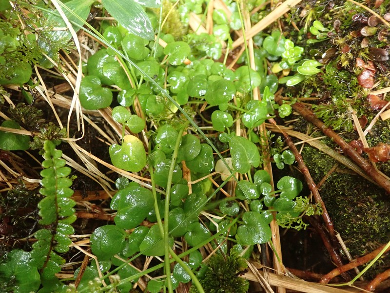 Cardamine megalantha photo 4