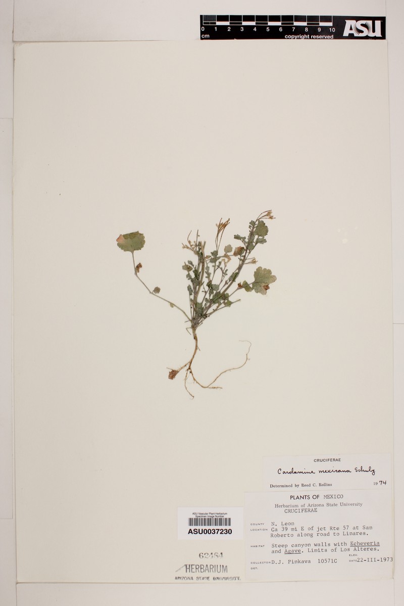 Cardamine mexicana