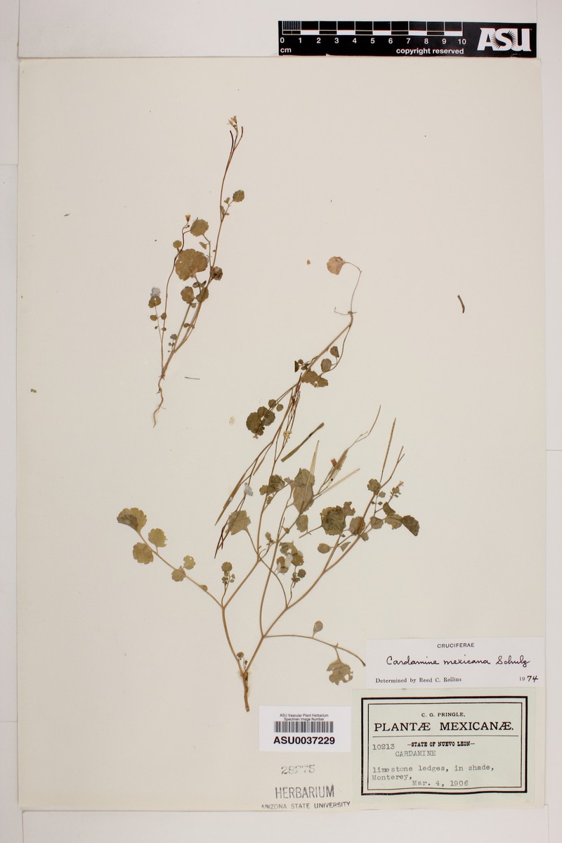 Cardamine mexicana photo 2