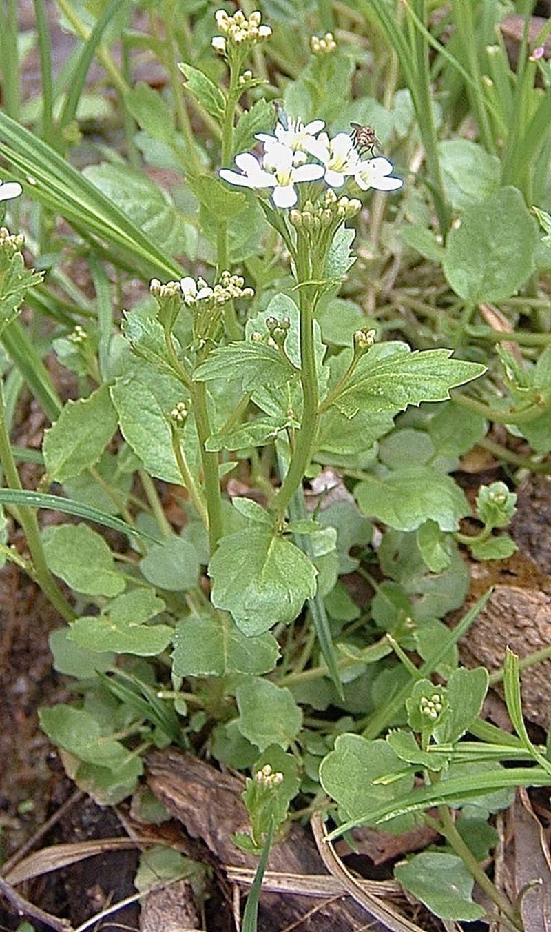 Streambank Bittercress photo 2
