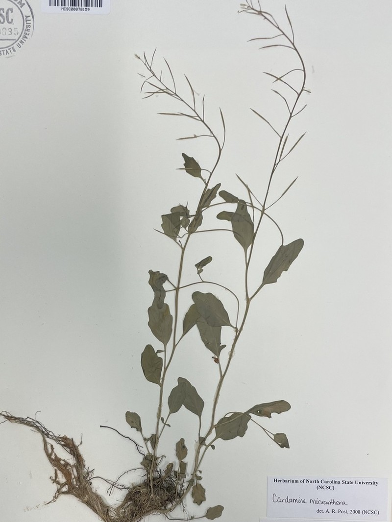 Streambank Bittercress photo 3