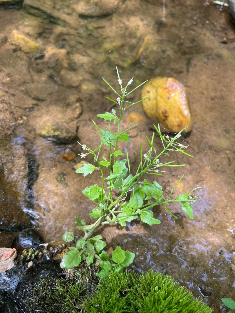 Streambank Bittercress photo 4