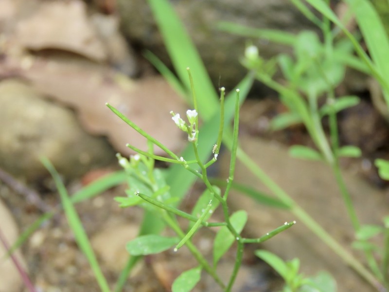 Streambank Bittercress photo 5