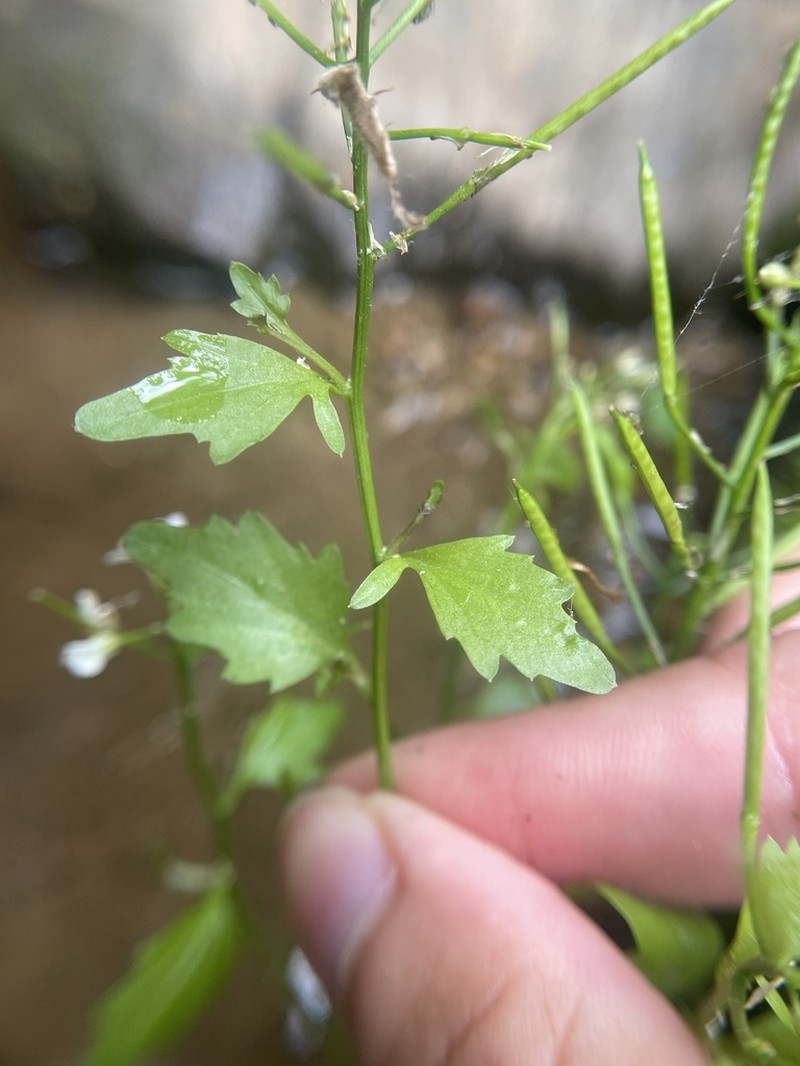 Streambank Bittercress photo 6