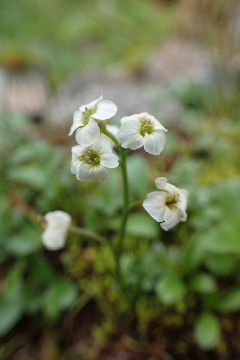 Small-Leaf Bittercress