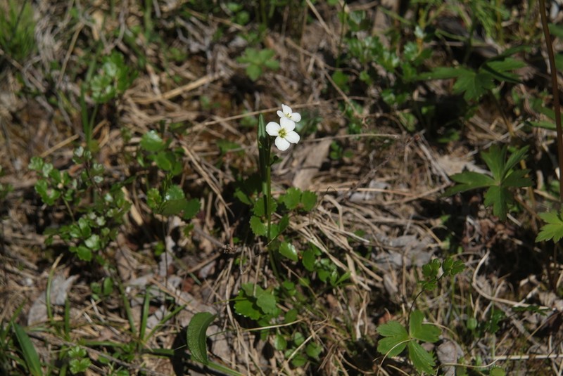 Small-Leaf Bittercress photo 4