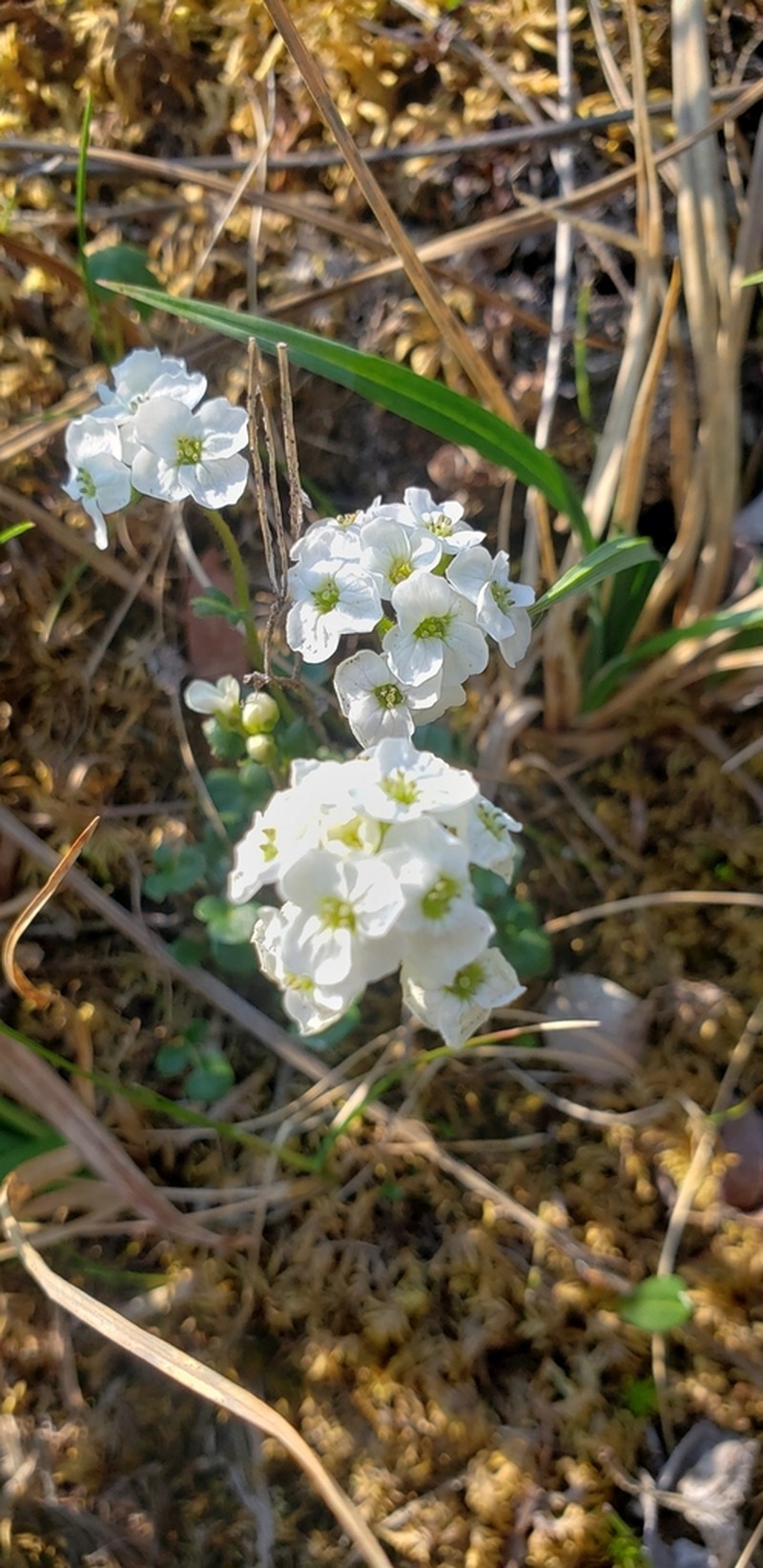 Small-Leaf Bittercress photo 5