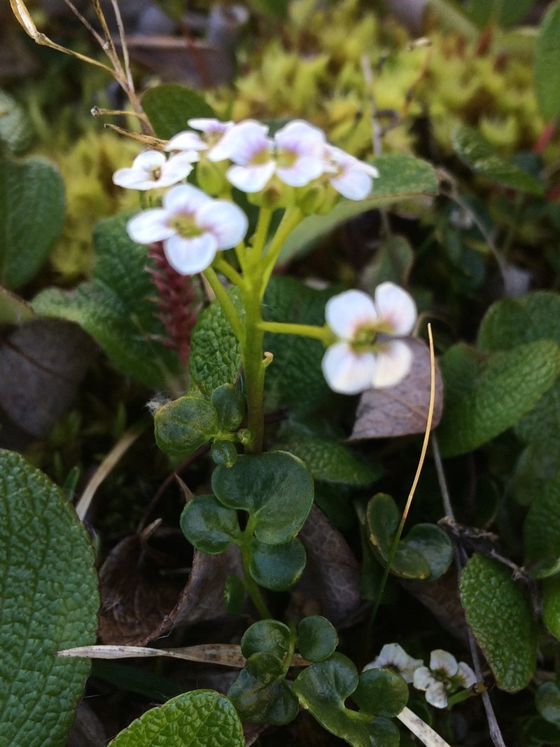 Small-Leaf Bittercress photo 8