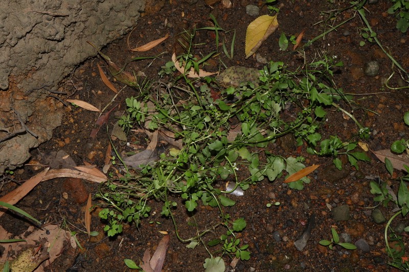 Cardamine microthrix