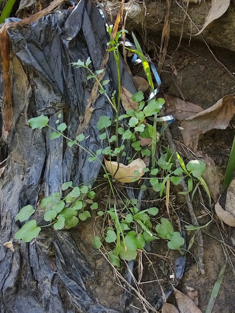 Cardamine microthrix photo 2