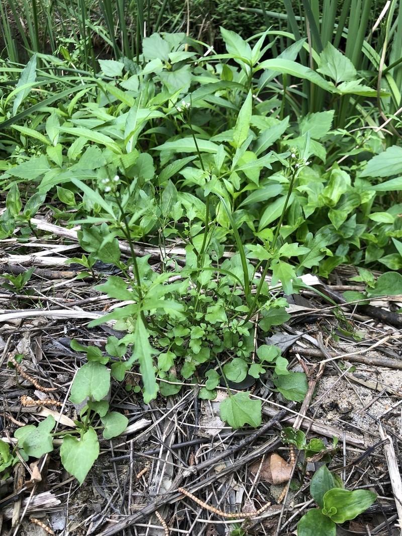 Cardamine microthrix photo 3