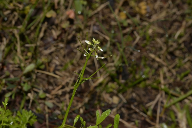 Cardamine microthrix photo 4