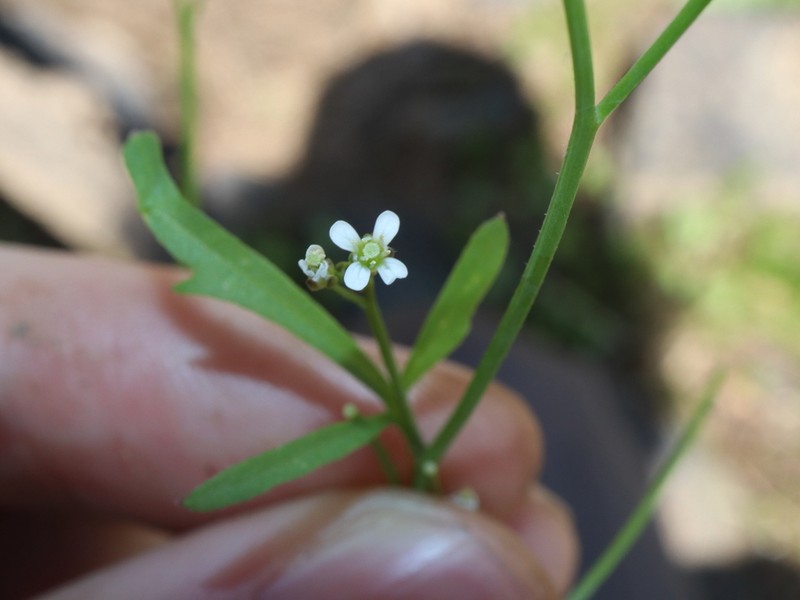 Cardamine microthrix photo 5