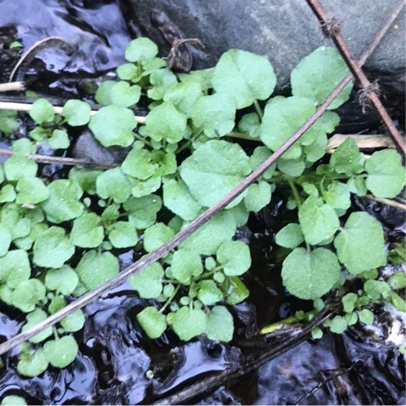 Cardamine microthrix photo 6