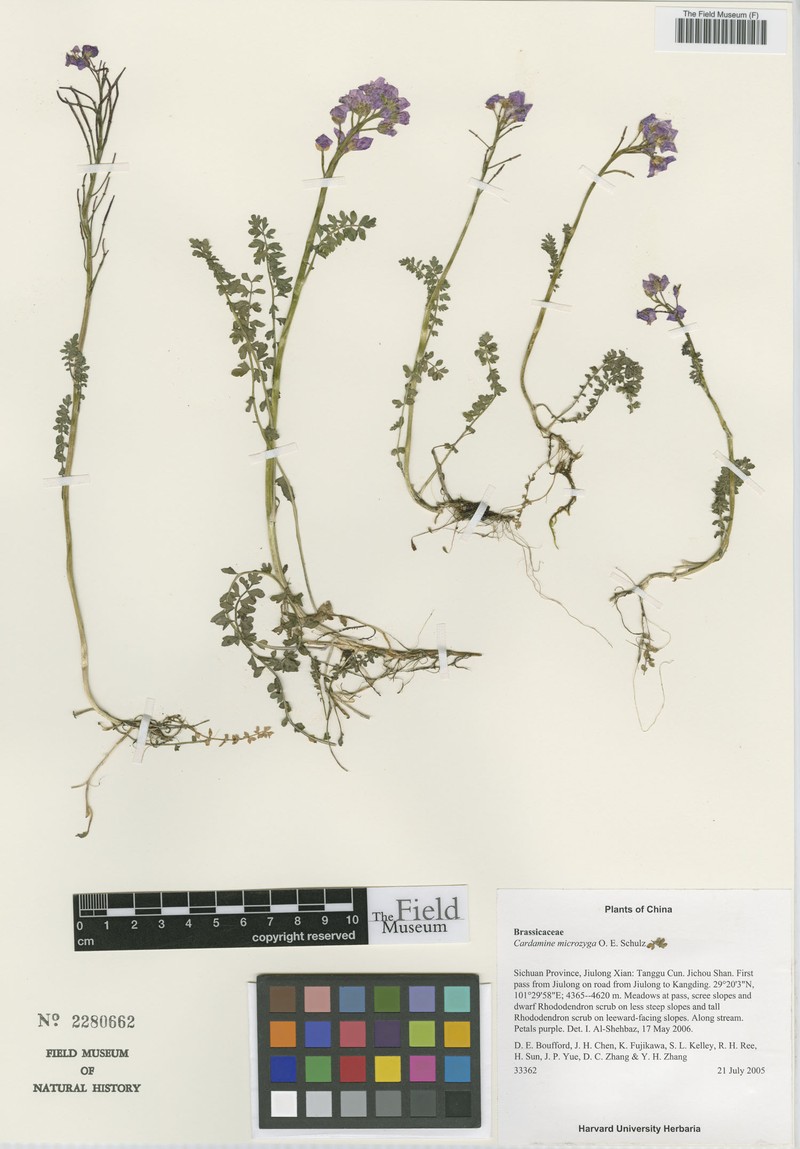 Cardamine microzyga
