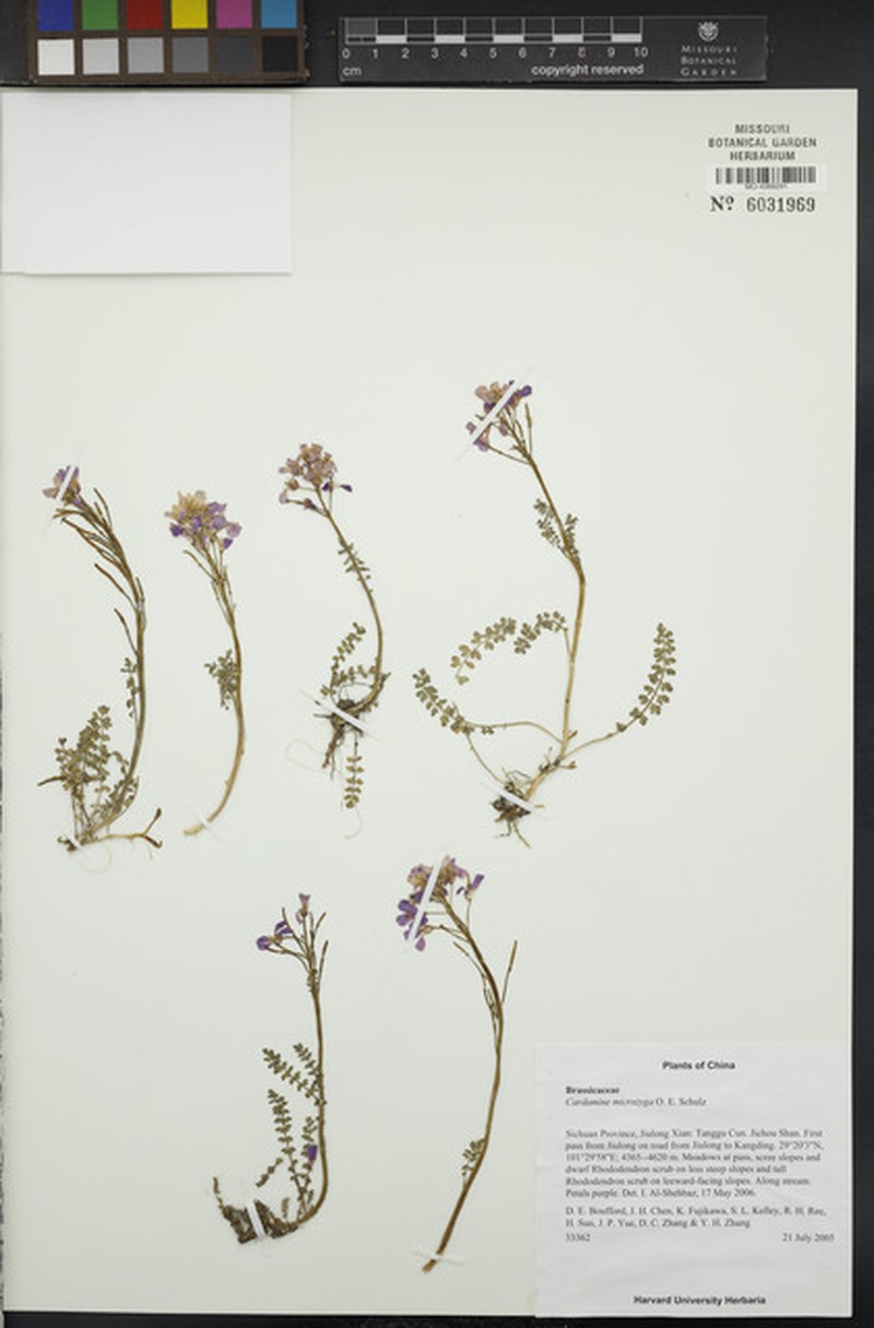 Cardamine microzyga photo 2