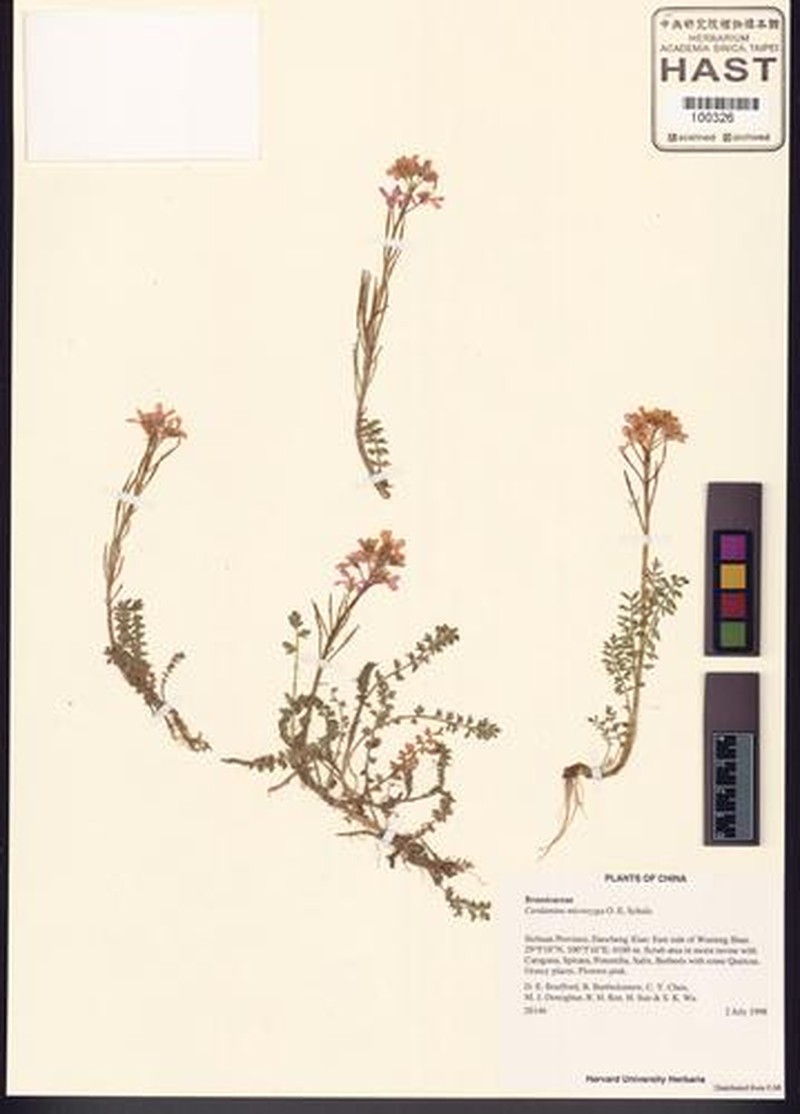 Cardamine microzyga photo 3
