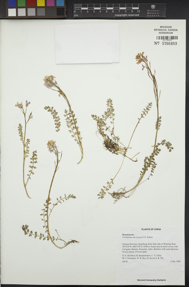 Cardamine microzyga photo 4