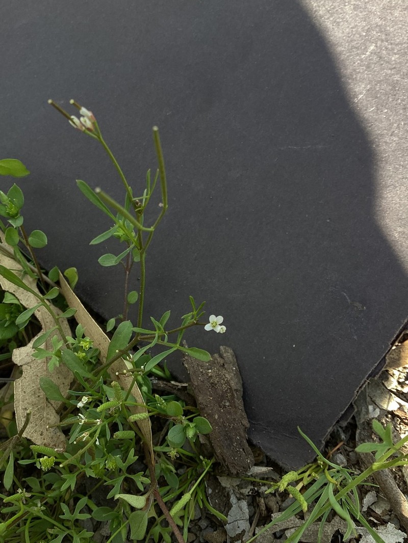 Cardamine moirensis