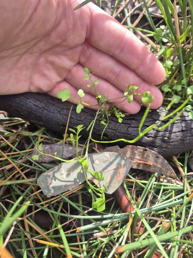 Cardamine moirensis photo 2