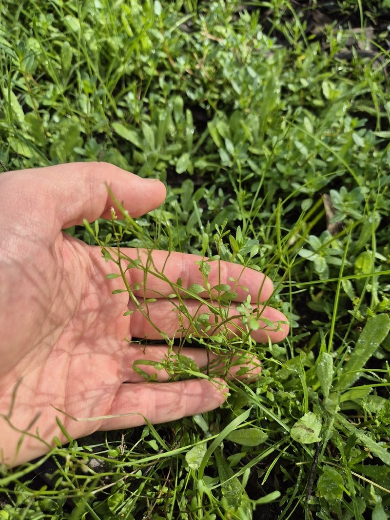 Cardamine moirensis photo 3