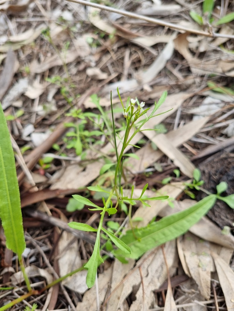 Cardamine moirensis photo 6