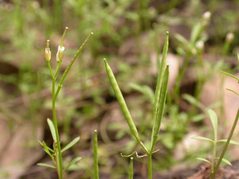 Cardamine moirensis photo 7