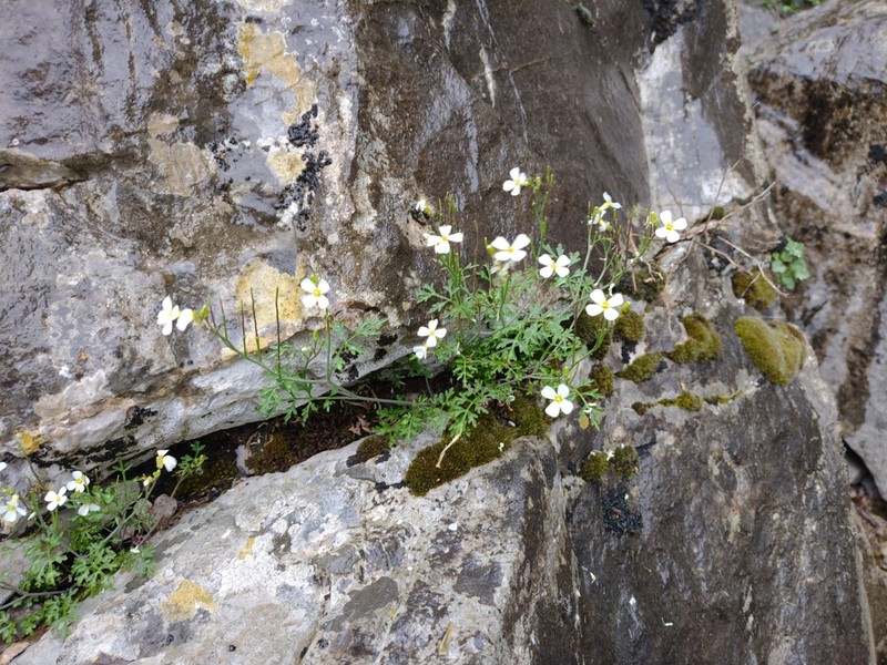Cardamine monteluccii photo 2