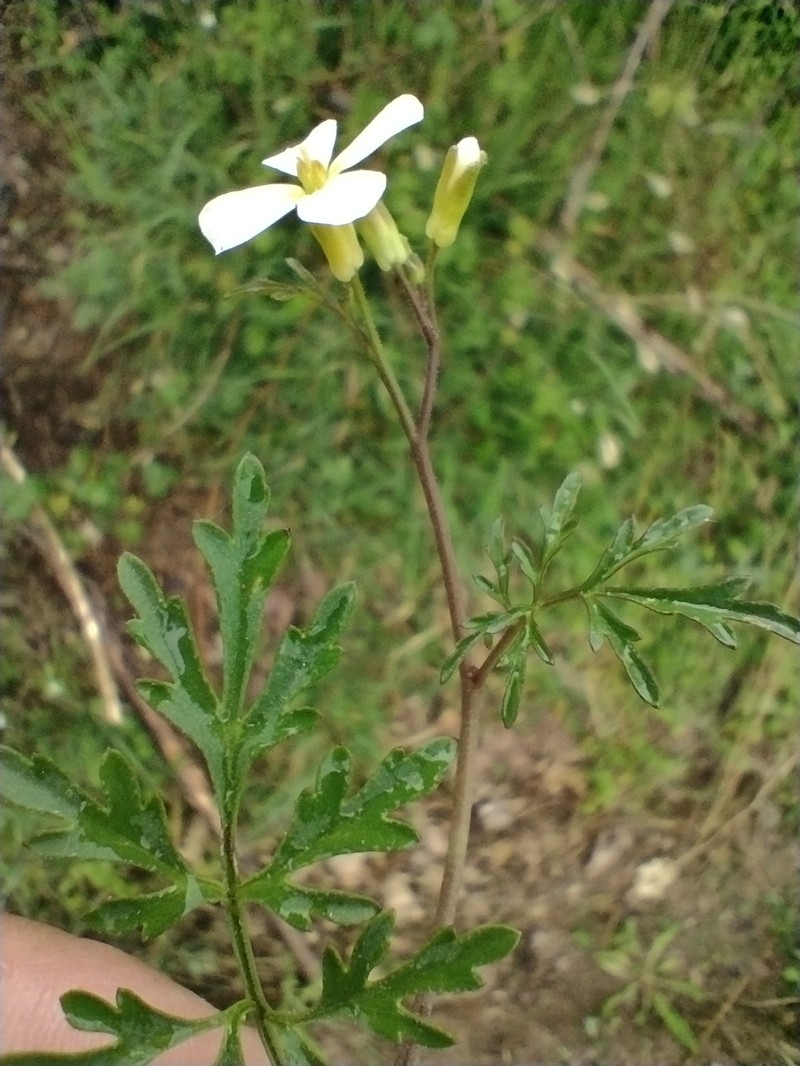 Cardamine monteluccii photo 3