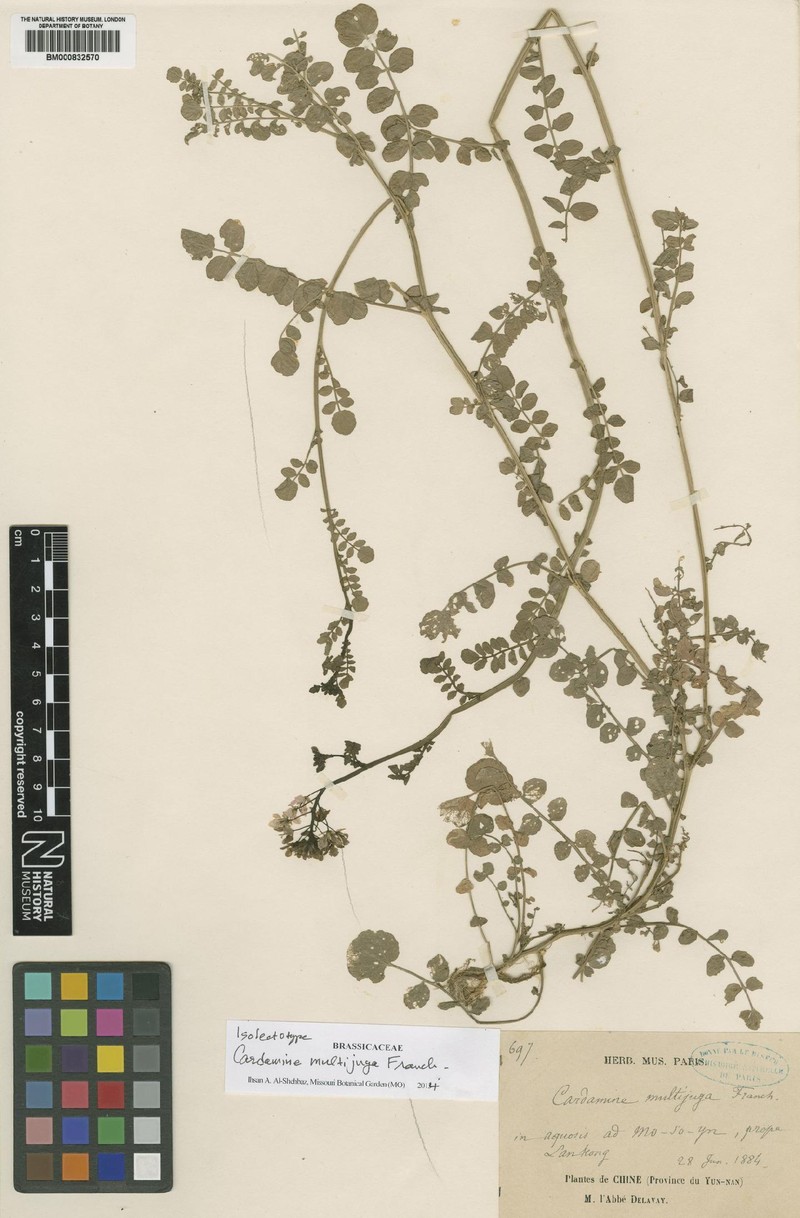 Cardamine multijuga