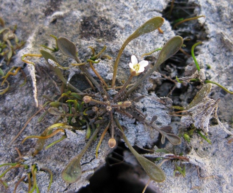 Cardamine mutabilis photo 2