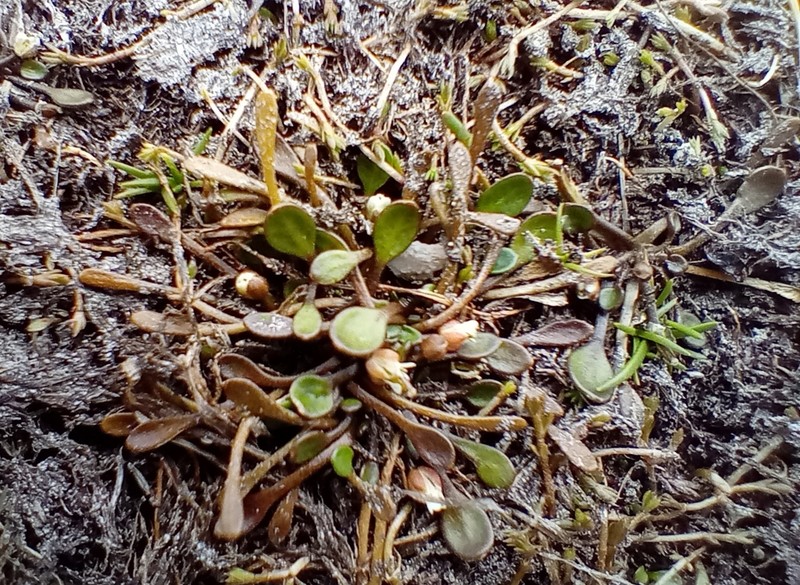 Cardamine mutabilis photo 5