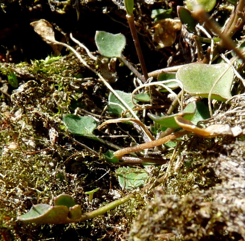 Cardamine mutabilis photo 6