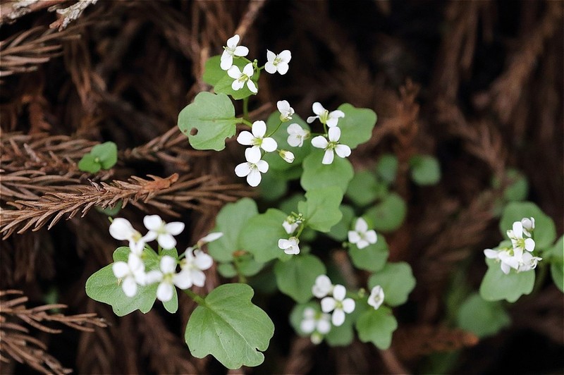 Cardamine niigatensis photo 2