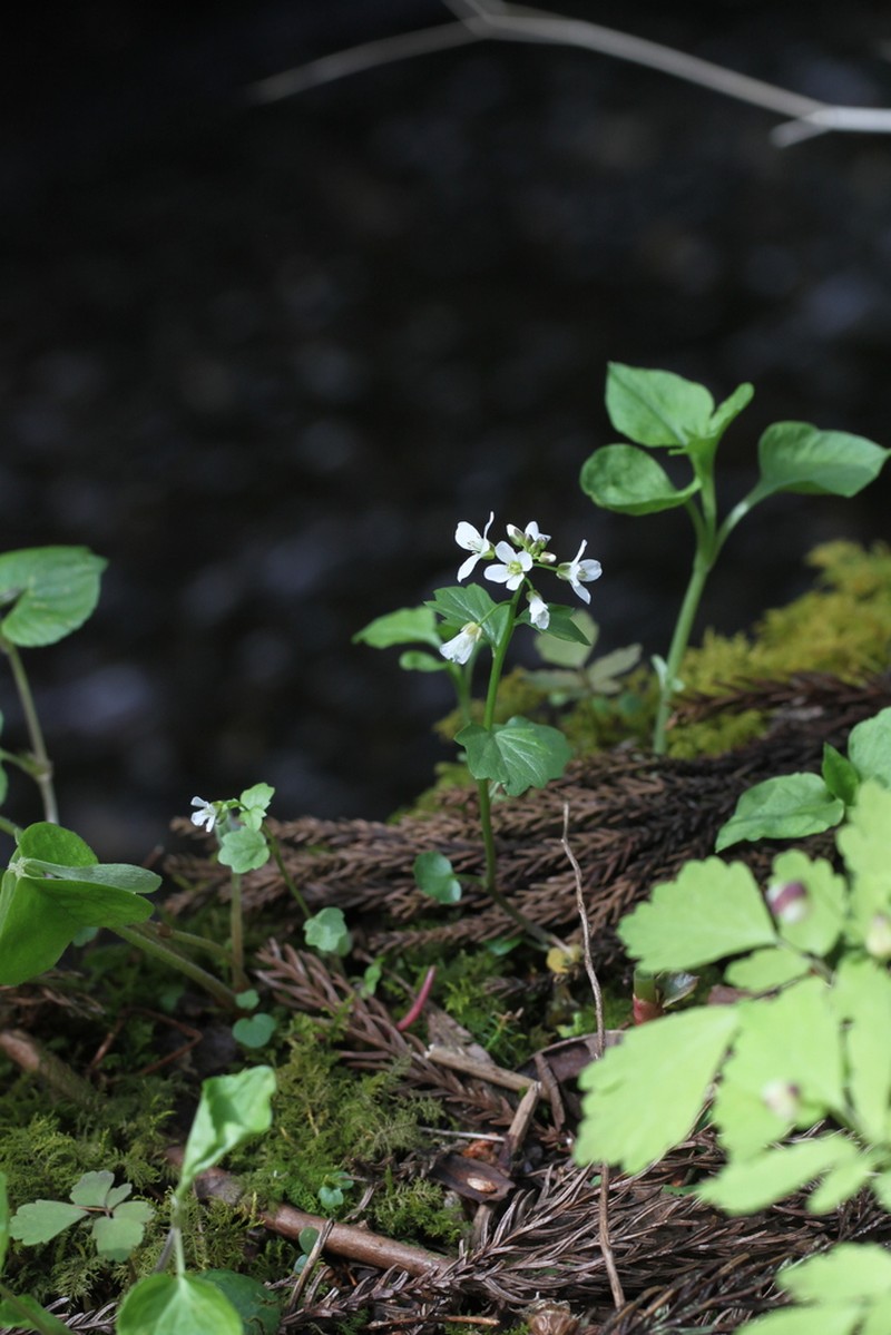 Cardamine niigatensis photo 3