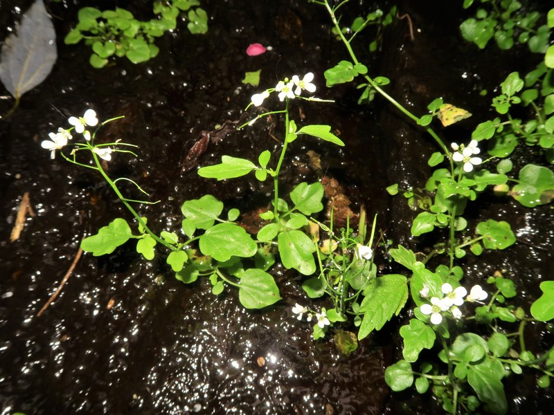 Cardamine niigatensis