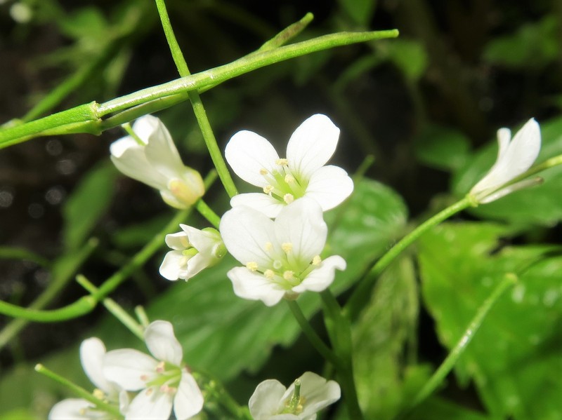 Cardamine niigatensis photo 4