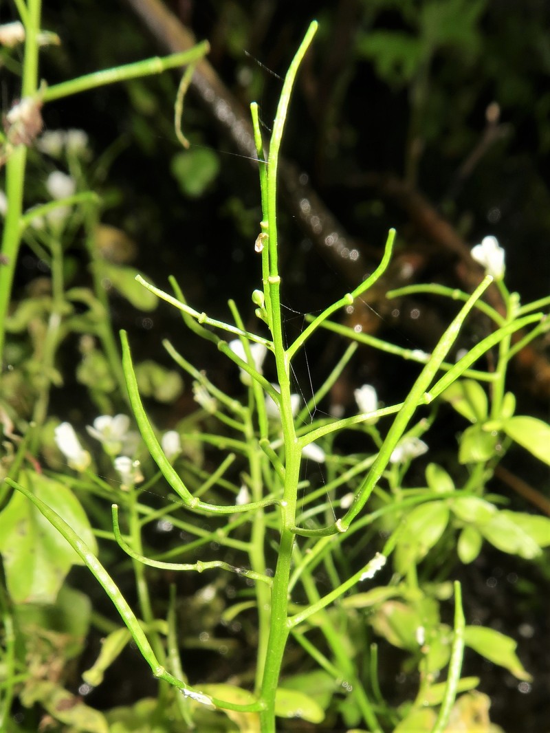Cardamine niigatensis photo 5