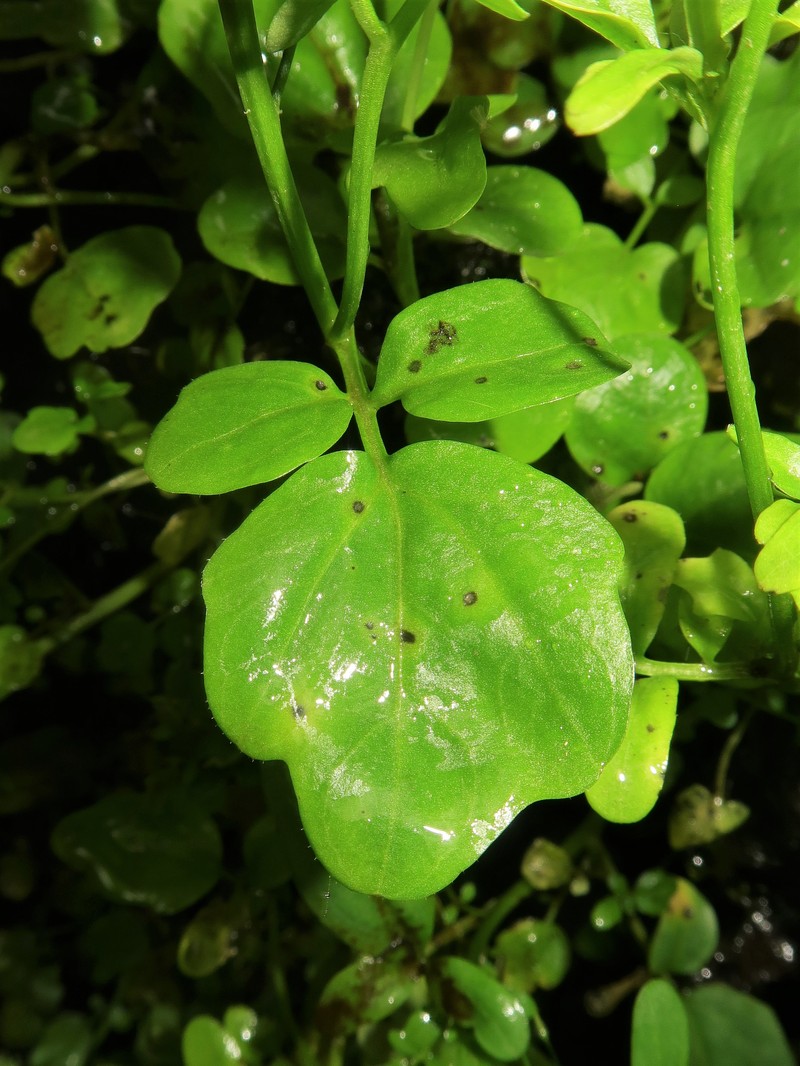 Cardamine niigatensis photo 6