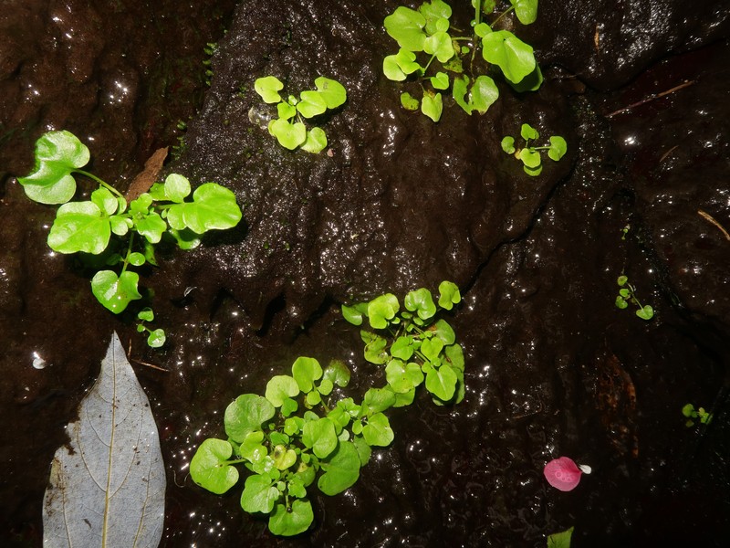 Cardamine niigatensis photo 7